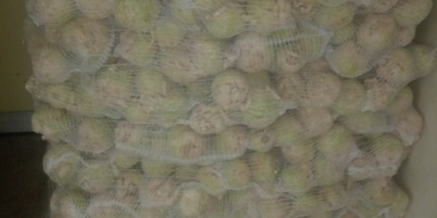 Lengyel ültetvényről származó zellert árusítok rendelésre elkészítve, rendszeresen mosva