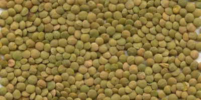 I will buy organic green lentils. Quality confirmed by
