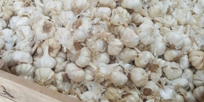 Industrial/Destrio White Spring Garlic