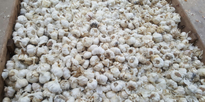 Industrial/Destrio White Spring Garlic