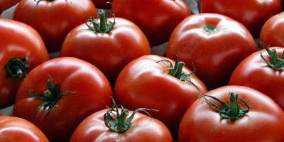 Оптовая продажа томатов из Марокко. Минимальный объем заказа 21