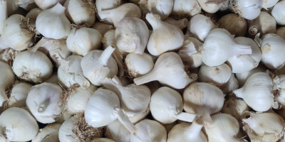 I will sell Spanish morado garlic, cal. 4.5-5cm, 5cm+,