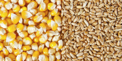 Upon your request we can offer cereals (corn, wheat,