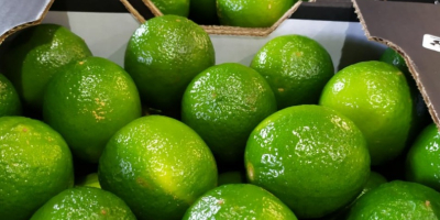 Persian or Tahiti limes are seedless nature and are