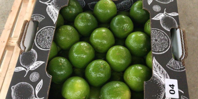 Persian or Tahiti limes are seedless nature and are
