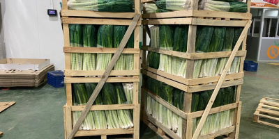The highest quality leek ready for export. The minimum