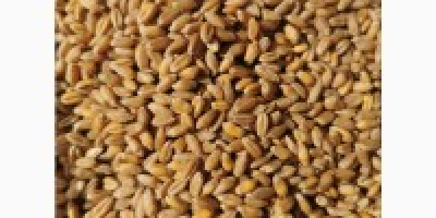 Можемо вам обезбедити пшеницу доброг квалитета. Технички подаци: 1.