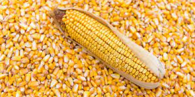 Hallo, das ukrainische Unternehmen bietet verschiedene Getreidearten wie Mais,