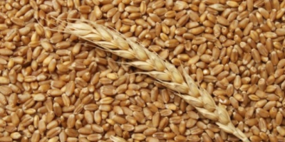 Hello, Ukrainian company offers different kind of grains such