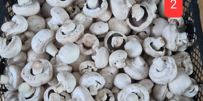 Продаја белих печурака мешавина А,Б,Ц. око 300 кг недељно