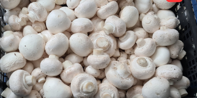 Sale of white mushrooms, Mix A, B, C. about