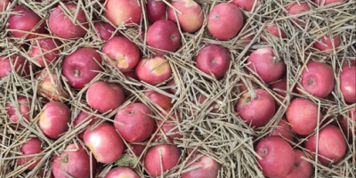Имамо 17 тона јабука Идаред. Бугарски, сочан са невероватним