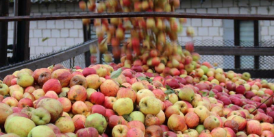 Mat AGRI FRUITS consegnerà grandi quantità di mele per