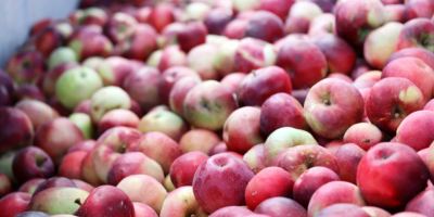 Mat AGRI FRUITS will deliver large quantities of apples