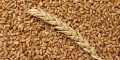 We sell wheat from the 2022 harvest. The possible