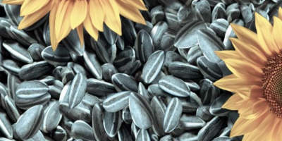 Wir haben Sonnenblumenkerne aus der Ernte 2022 zum Verkauf.
