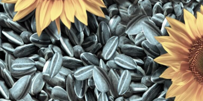 We have sunflower seeds for sale from the 2022