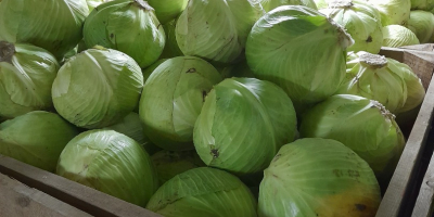I will sell white cabbage, market quality, caliber from
