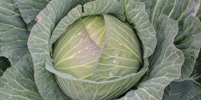 WHİTE CABBAGE, FRESH FROM THE FİELD We are about