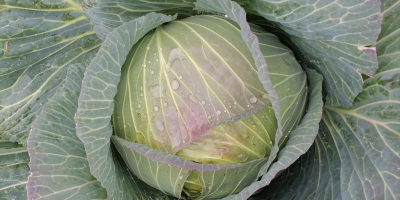 WHİTE CABBAGE, FRESH FROM THE FİELD We are about
