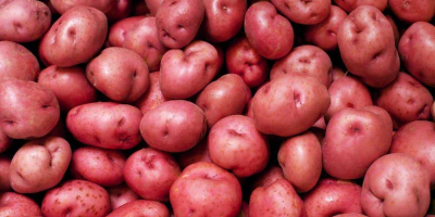 I buy red potatoes in a minimum quantity of