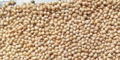 I will sell seed millet with delivery across Ukraine.