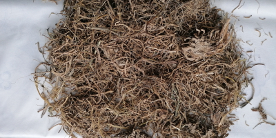 Vând rădăcină de valeriană, bine curățată, clătită, conținut de
