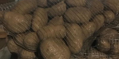 Vând cartofi import Franța direct de la producător 50