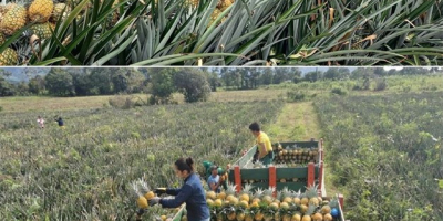 Nume științific: Ananas comosus. Denumire comună: Piña Gold (aur
