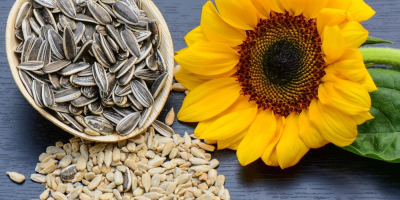 We offer Sunflower Seeds for sale. Whatsapp: +4915214851260