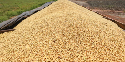 We offer good quality Soybeans for sale. Whatsapp: +4915214851260