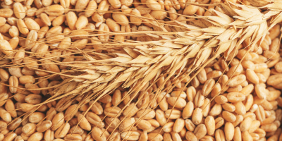 Nuovo chicco di grano di qualità del raccolto in