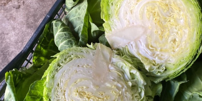 Young cabbage 0.8-1.4 kg, Serbia, contact Viber, WhatsApp +381643872895