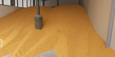 Grain corn, production 2023, fast loading from the hall.