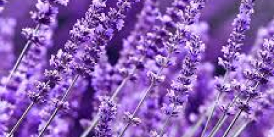 Good morning, I am selling lavender, I am looking
