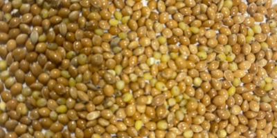 Yellow millet purity 99% humidity max 14,5. 66t