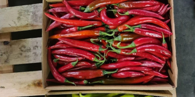 Chili pepper variety of colors green red yellow