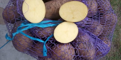 Здравейте на всички, фермата продава обеми украински картофи 1