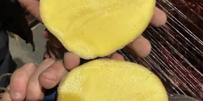 Здравейте на всички, фермата продава обеми украински картофи 1