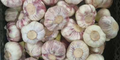 Fresh delivery of Egyptian garlic with long haulm, 20kg