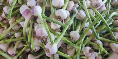 I will sell Egyptian garlic with 20 cm haulm