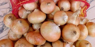I will sell onion caliber 50+, CIF Gdańsk. The