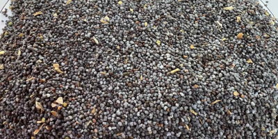 Bulgarian origin Blue poppy seeds, purity 98% ,