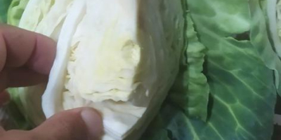 We offer young cabbage. Packed in a plastic box