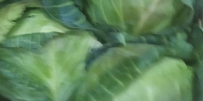 We offer young cabbage. Packed in a plastic box