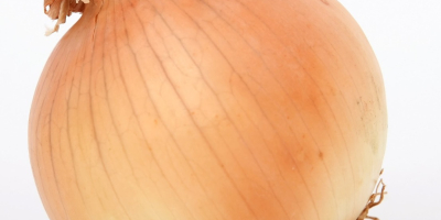 жути лук, калибар 60-100 мм, порекло: Египат, вреће (1250
