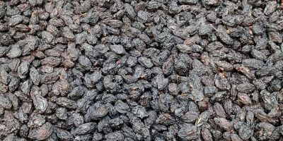 We selling prunes: Type: Stanley Moisture: from 18-35% With