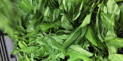 New season for wild garlic is about to start