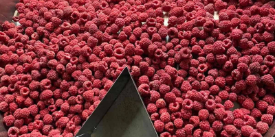 Raspberries from the 2022 season are on offer. The