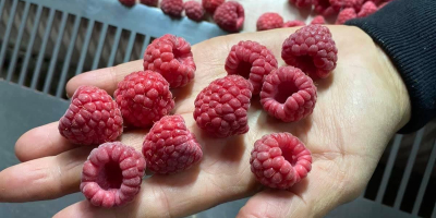 Raspberries from the 2022 season are on offer. The